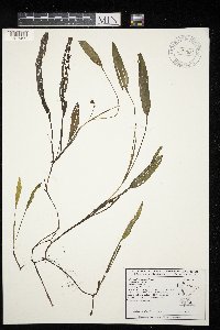 Potamogeton nodosus image