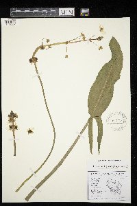 Sagittaria rigida image