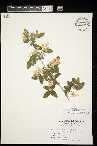Lonicera x bella image