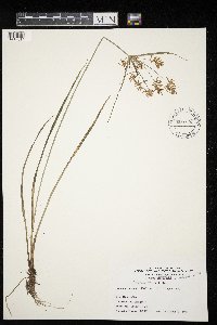 Cyperus odoratus image