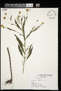 Helenium autumnale image