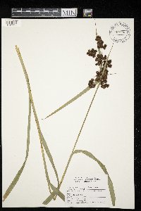 Scirpus atrovirens image