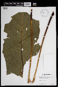Armoracia rusticana image