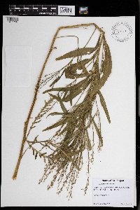 Armoracia rusticana image