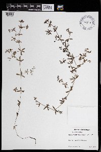 Galium tinctorium image