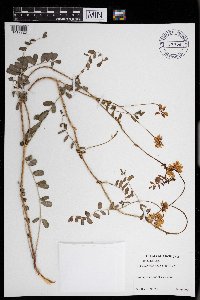 Securigera varia image