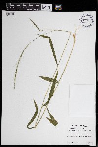 Brachyelytrum aristosum image