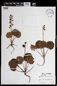 Pyrola asarifolia image