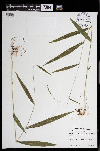 Brachyelytrum aristosum image