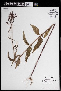 Verbena hastata image