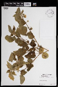 Physalis heterophylla image