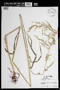 Cinna latifolia image