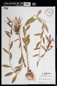 Lobelia cardinalis image