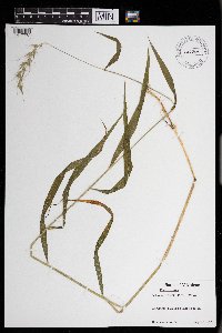 Elymus riparius image