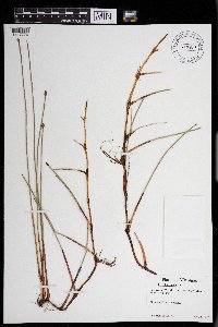 Eleocharis palustris image