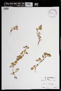 Ludwigia palustris image