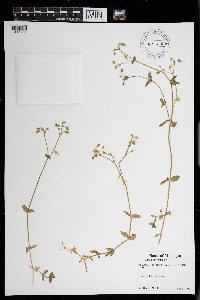 Cerastium fontanum image
