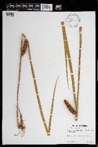 Acorus americanus image