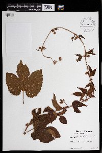 Humulus lupulus image
