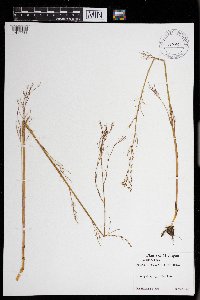 Cicuta bulbifera image