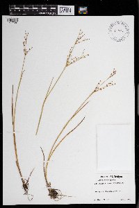 Juncus brachycephalus image