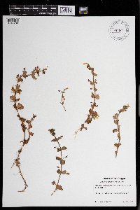 Erythranthe geyeri image