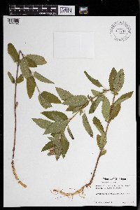 Teucrium canadense image