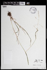 Festuca subverticillata image