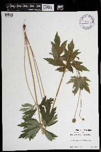 Anemone virginiana image