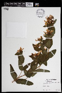 Hypericum ascyron image