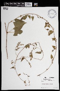 Fallopia convolvulus image
