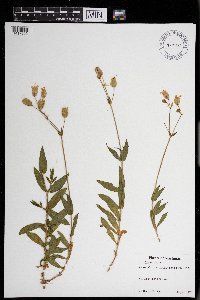 Silene vulgaris image