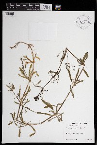 Galium aparine image