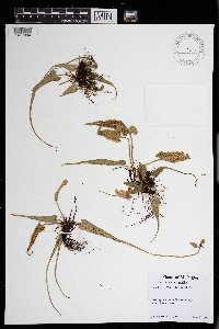 Asplenium rhizophyllum image