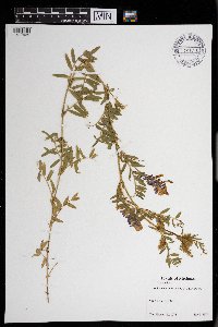Vicia villosa image