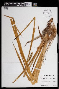 Acorus americanus image