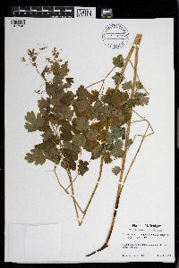 Media resource of Thalictrum venulosum