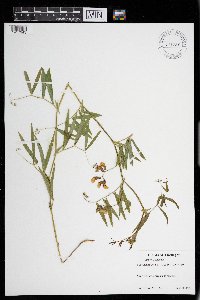 Lathyrus palustris image