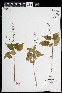Circaea canadensis subsp. canadensis image