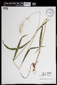 Elymus hystrix image