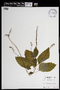 Phryma leptostachya image