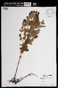 Triadenum fraseri image