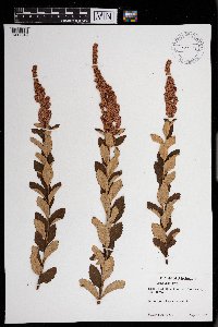 Spiraea tomentosa image