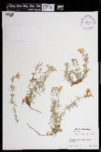 Phlox subulata image