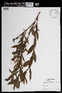 Salix eriocephala image