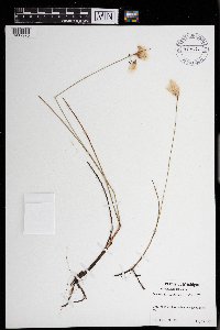 Eriophorum tenellum image