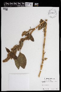 Amaranthus retroflexus image