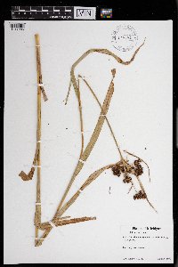 Scirpus atrovirens image
