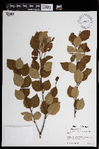 Betula x sandbergii image
