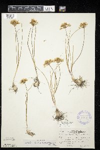 Allium textile image